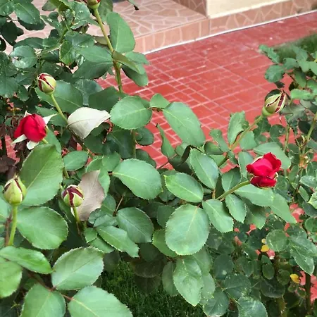 Отель Julia Костинешти